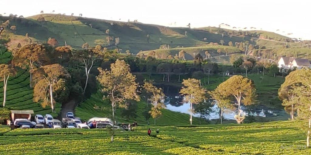 Lush Tea Plantations