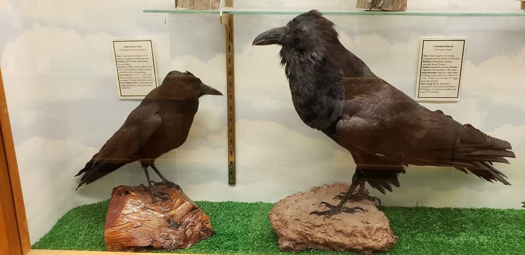 Knowledgeable Curator