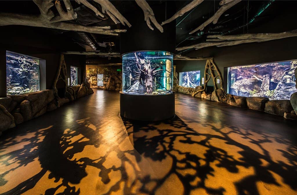 Great Barrier Reef Exhibit