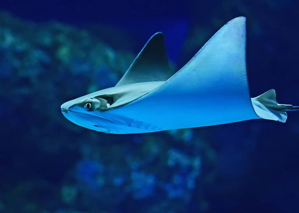 Predators of the Reef Tunnel