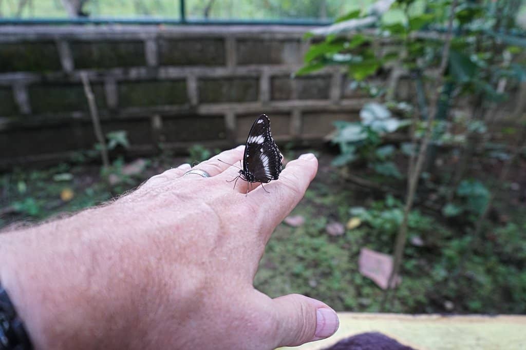 Chrysalis Display