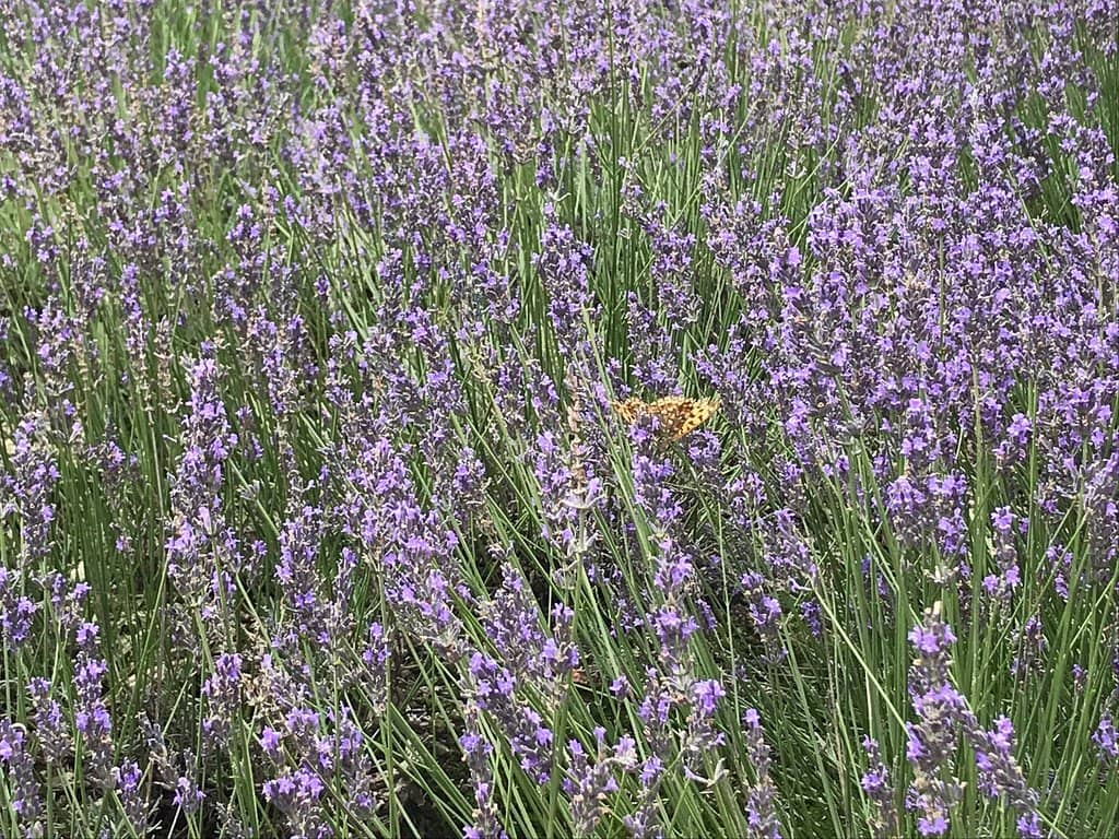 Beginner-Friendly Slopes