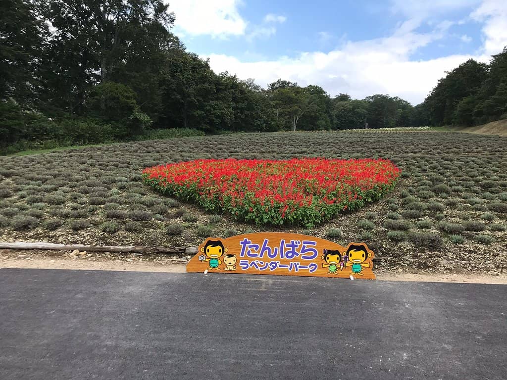 Lavender Fields