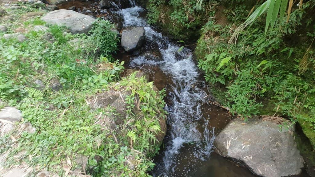 Serene Greenery