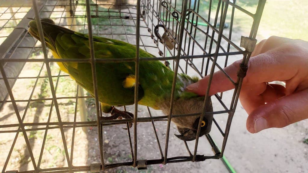 Exotic Bird Species