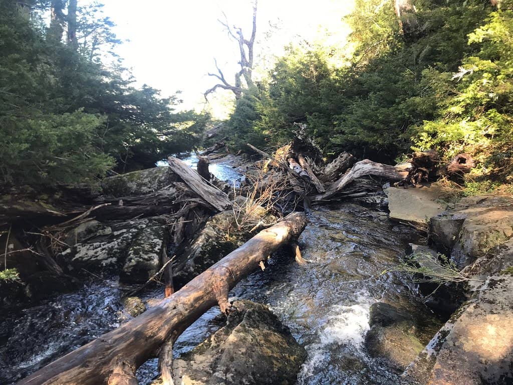 Urban Nature Escape