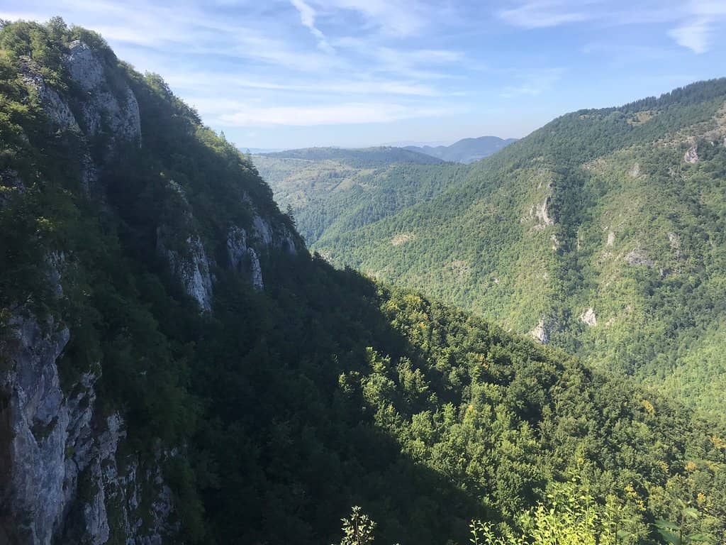 Scenic Forest Hike