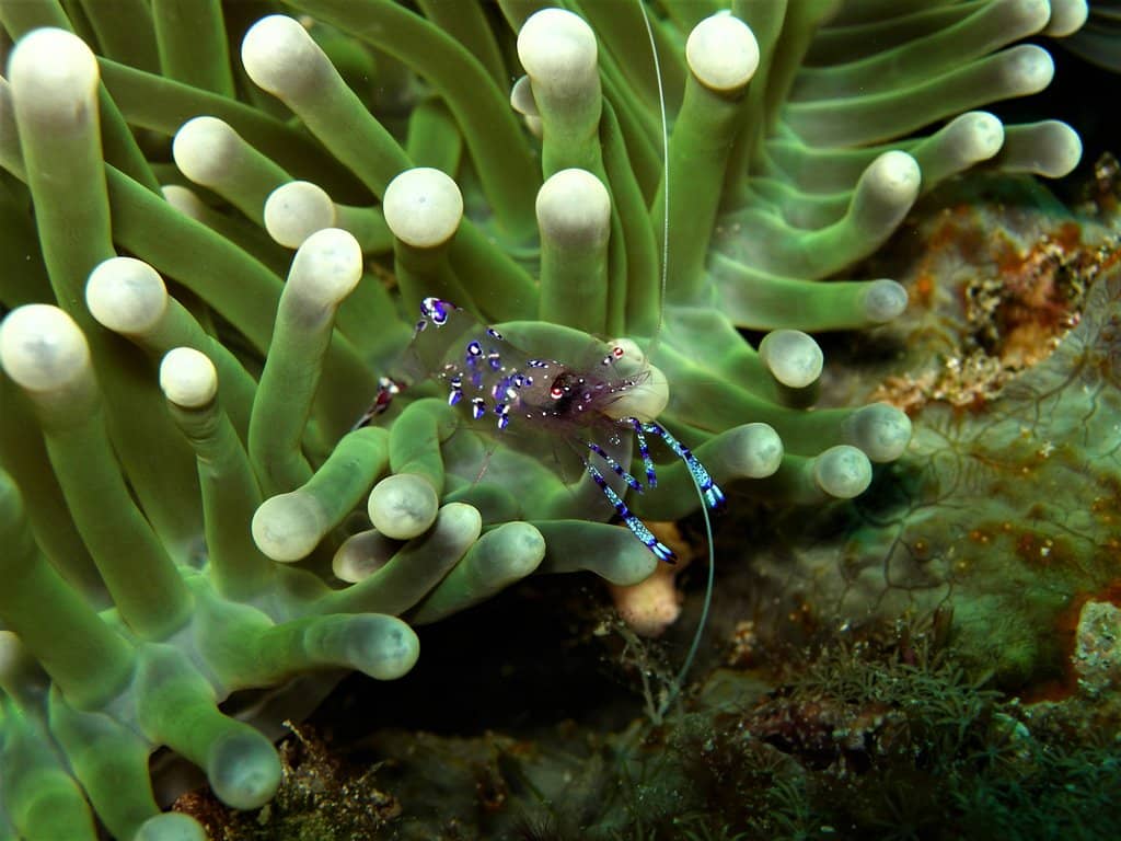 Nang Island Sandbank