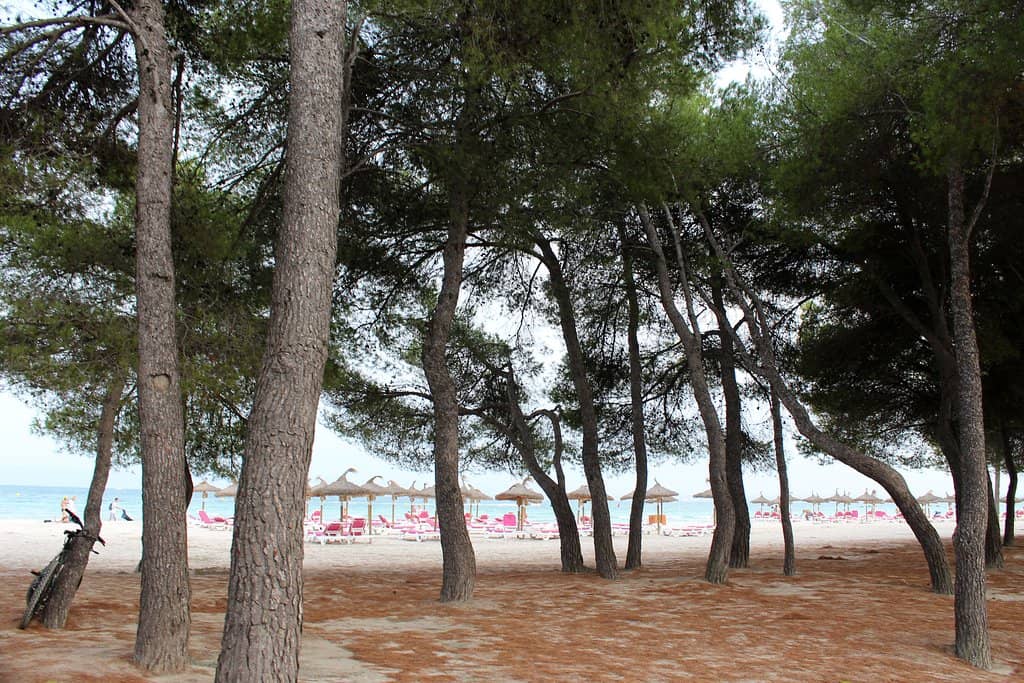 Vibrant Beach Clubs