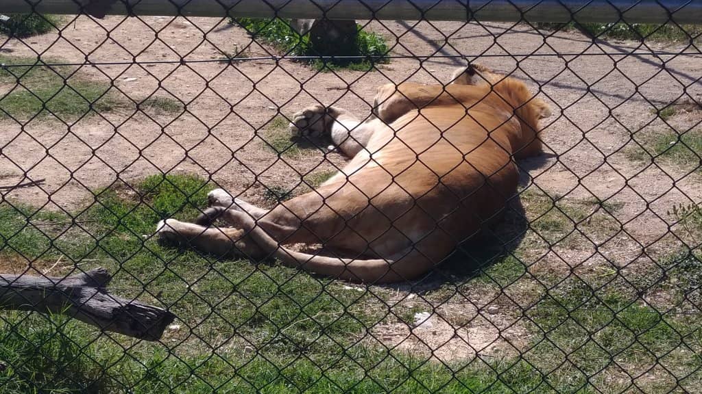 Petting Zoo & Animal Feeding