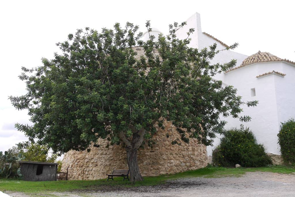 Traditional Ibizan Architecture