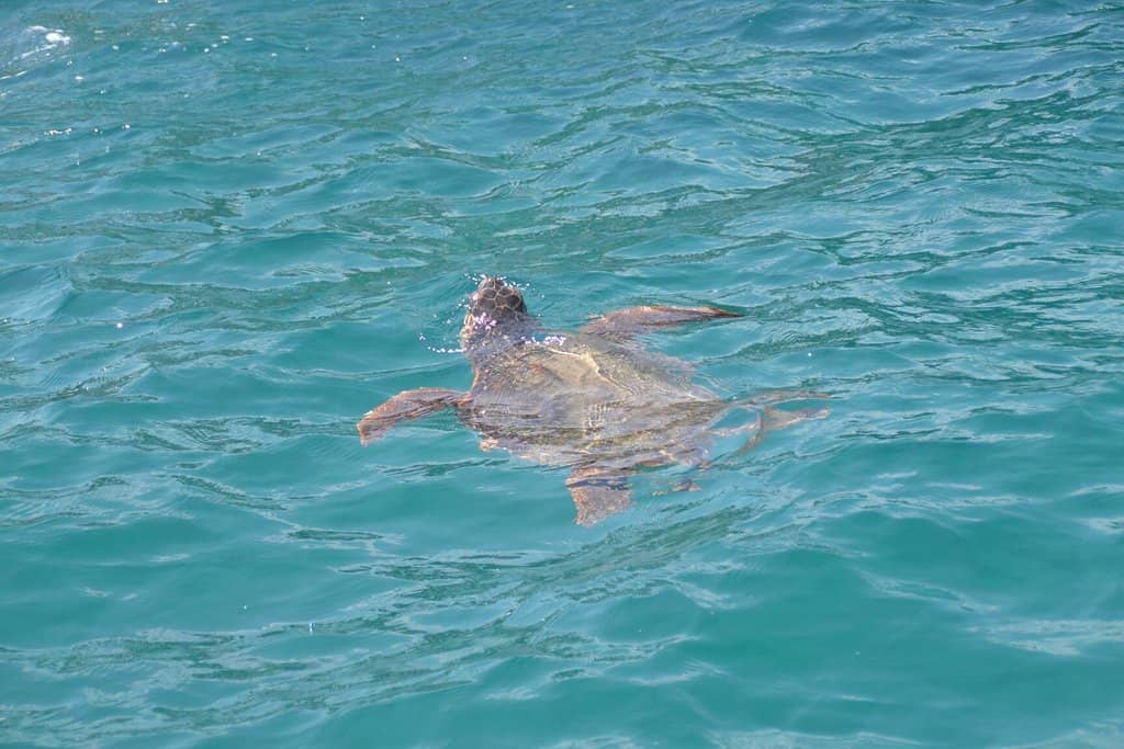 Crystal-Clear Waters