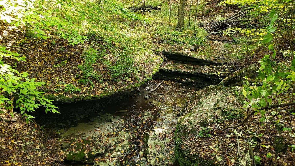Mossy Forest Trails