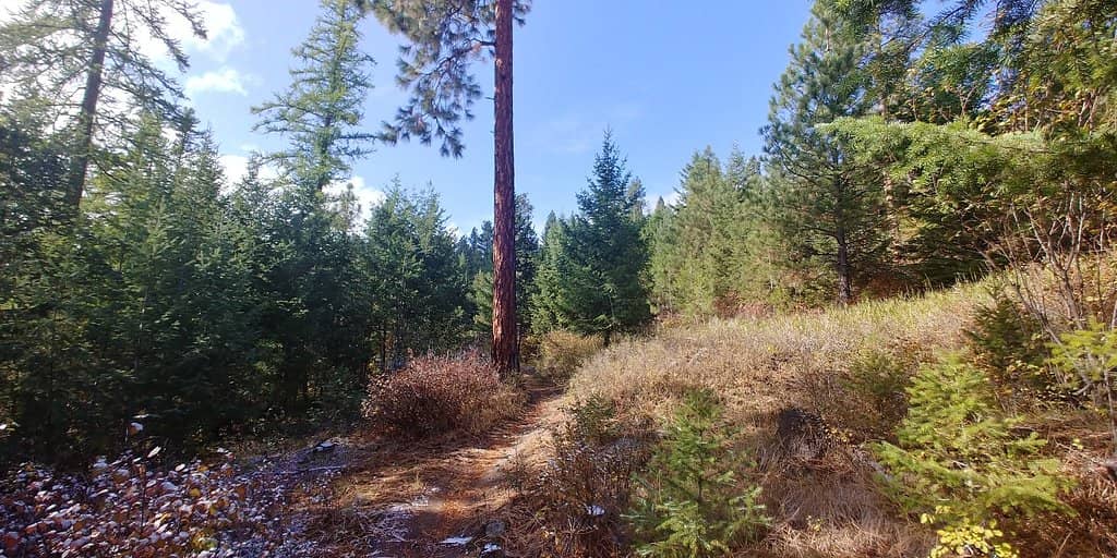 Notch Trail Views