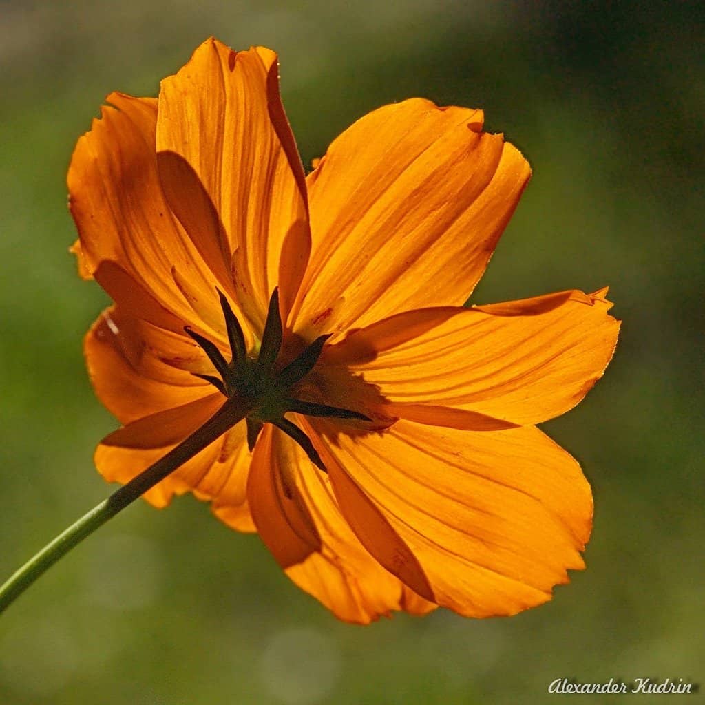 Monument to Prince Zasyokin