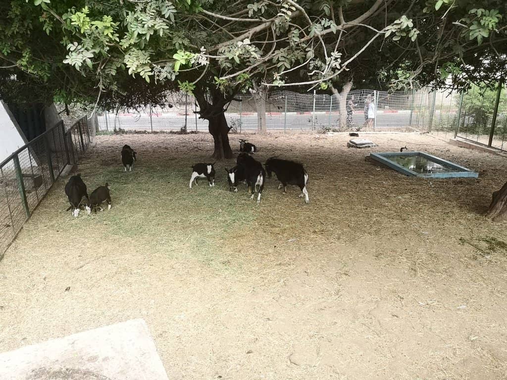 Goat Encounters