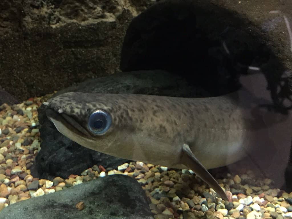Short-finned Eel Encounter