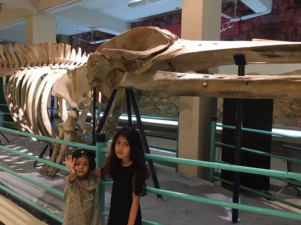 Dinosaur Skeletons