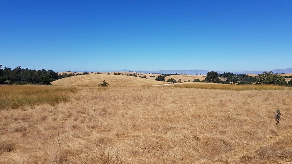 Birdwatching Opportunities