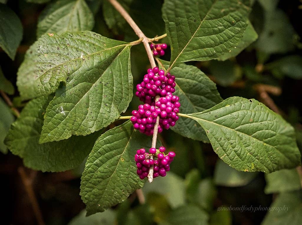 Sugarloaf Hill Climb