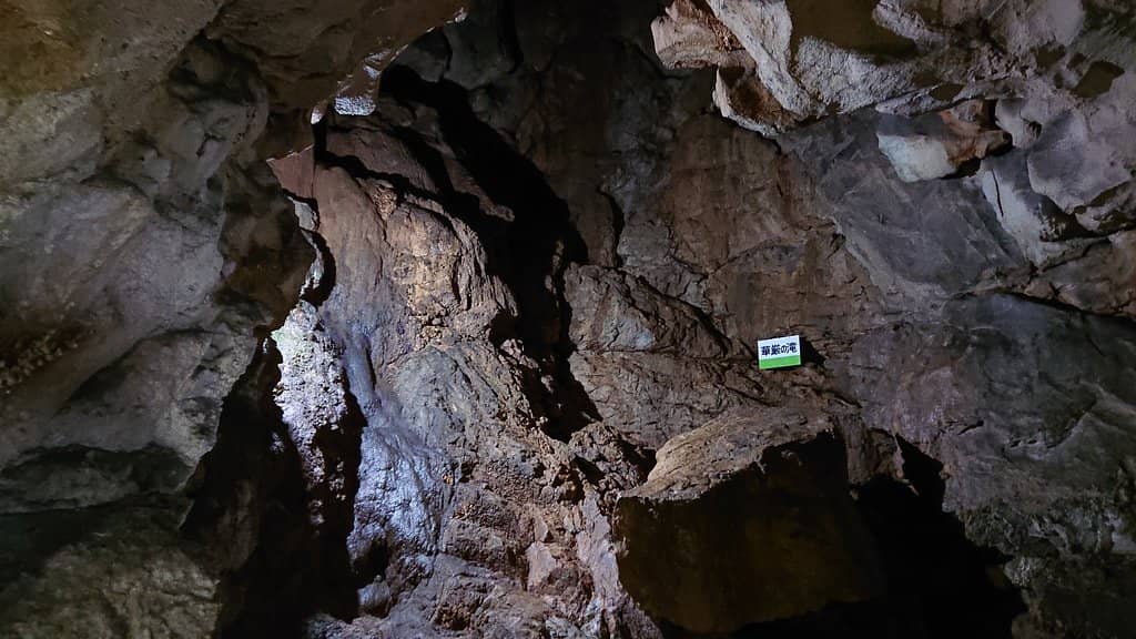 Bat Colony Observation