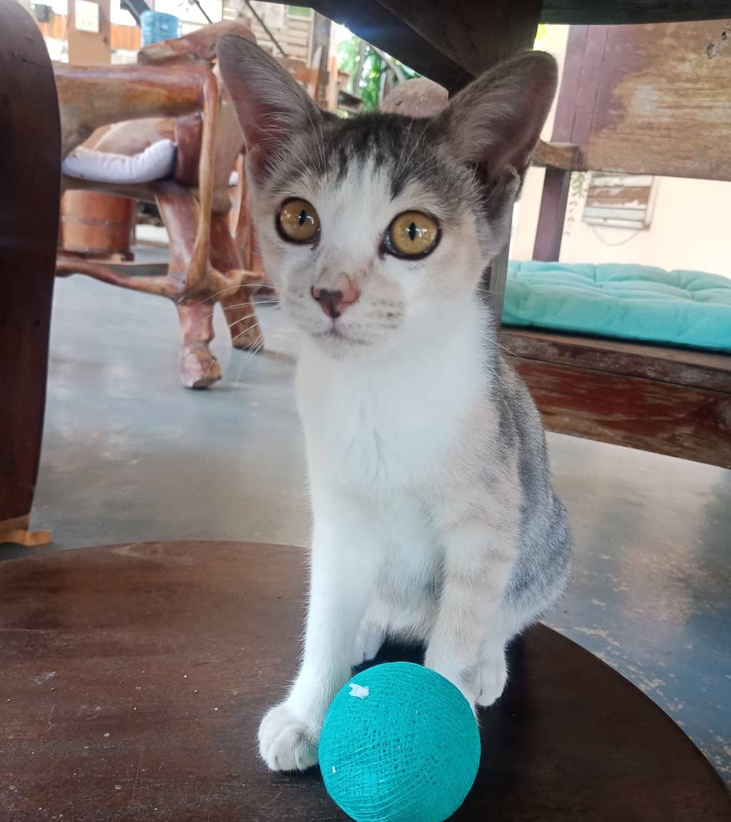 Creative Pancake Creations