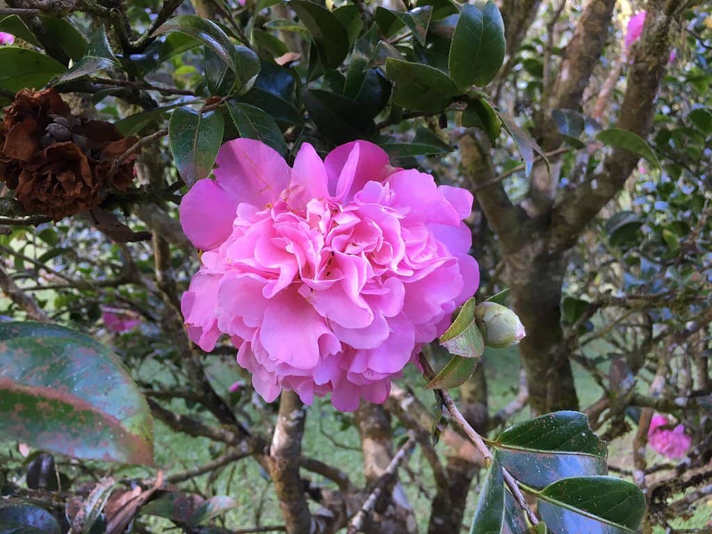 Azalea & Rhododendron Gardens