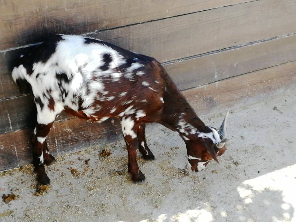 Interactive Experiences