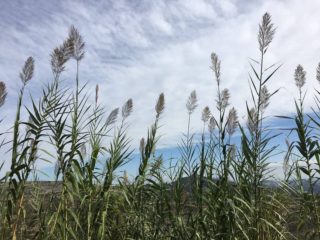 The Ridge Trail