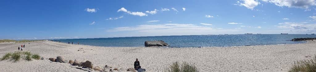 Seal and Dolphin Sightings