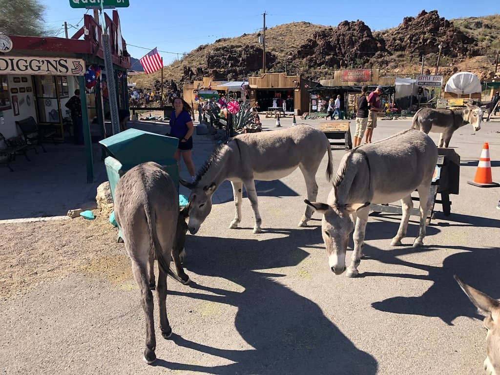 Wild Burros of Oatman