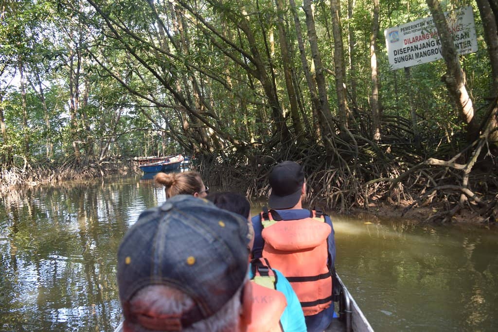 Serene Mangrove Ecosystem