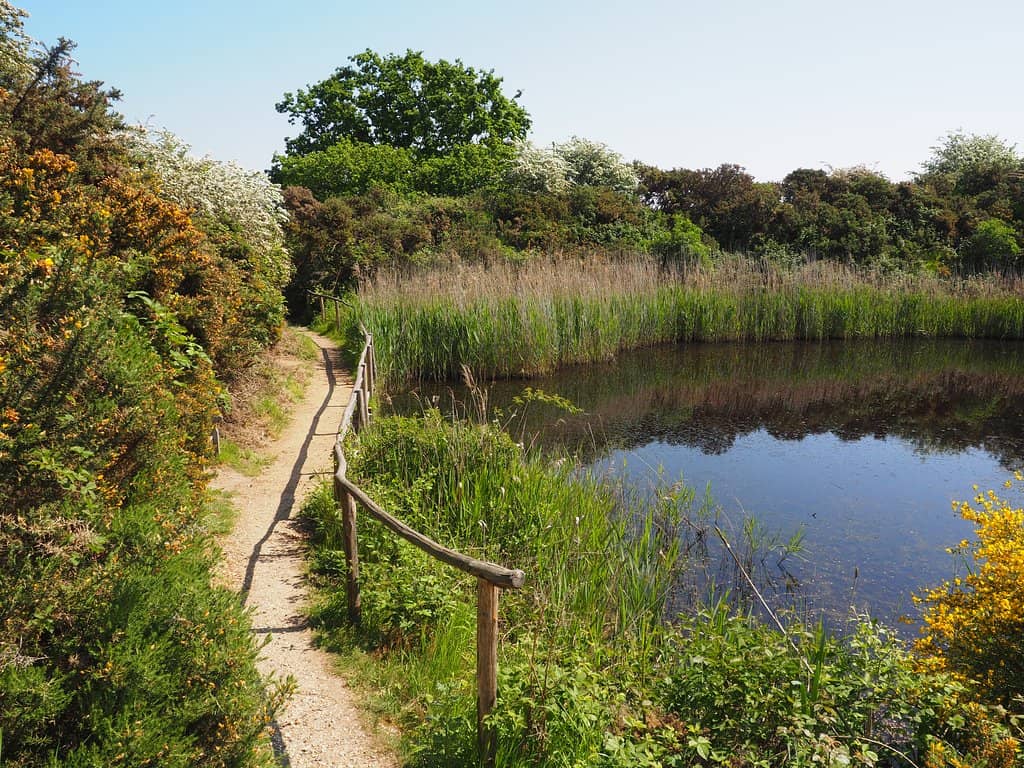 Bird Hides