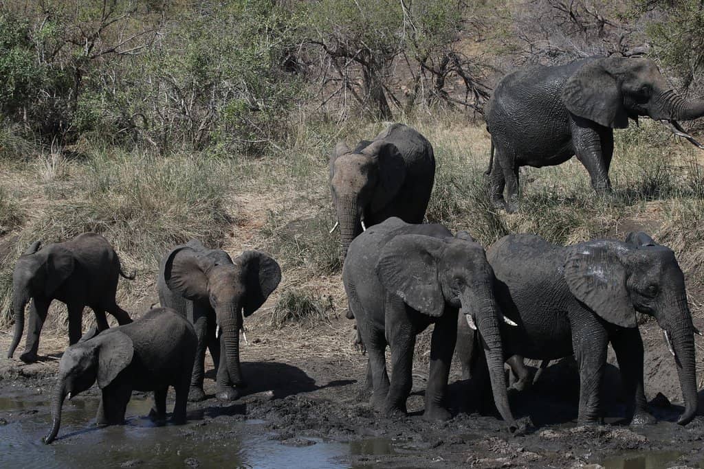 Water Monitors & Terrapins
