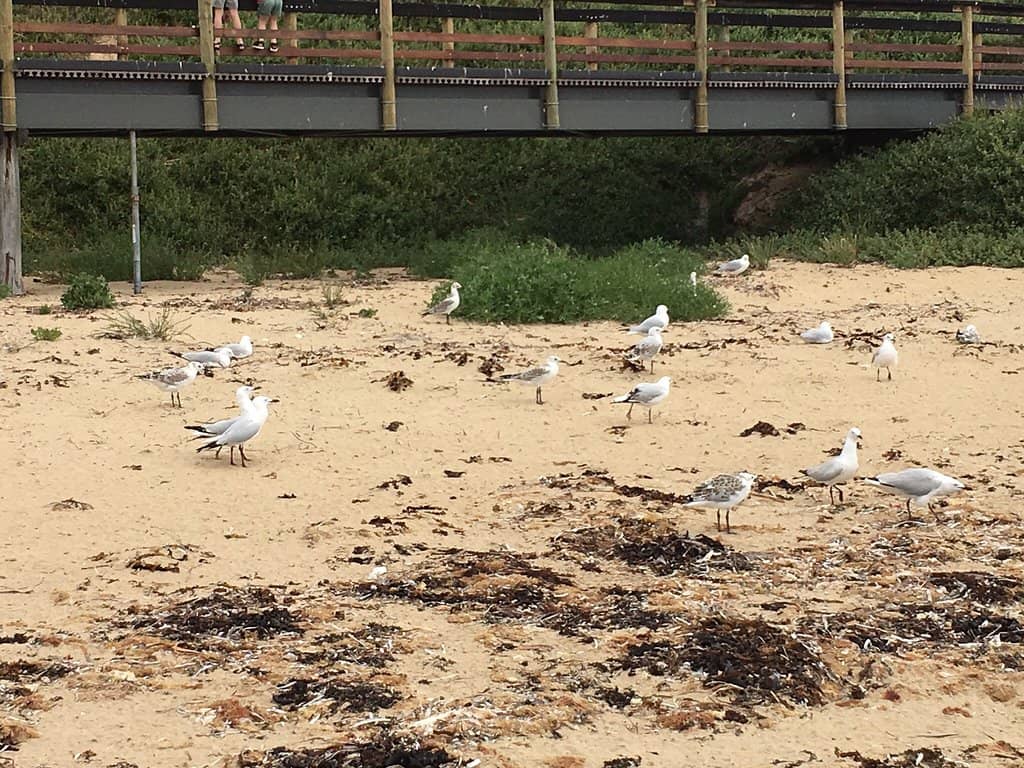 Foreshore Walking Path