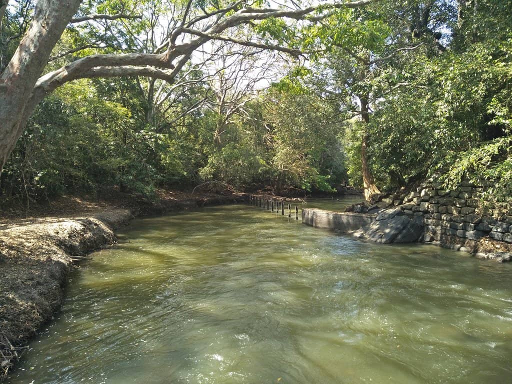 Sri Lankan River Crocs