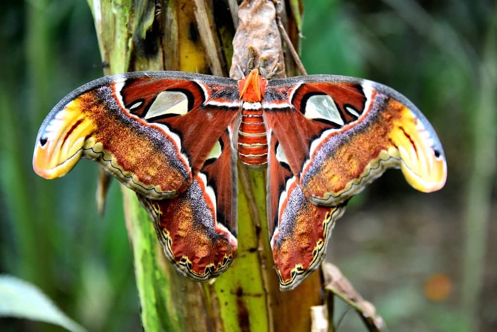 Butterfly Metamorphosis