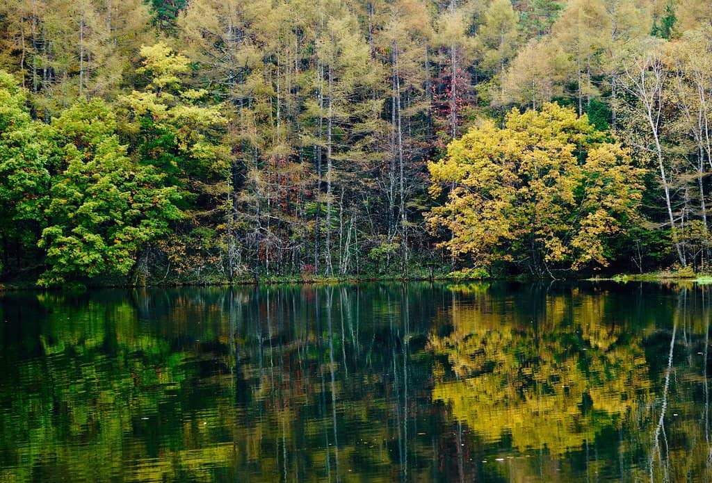 Autumn Foliage