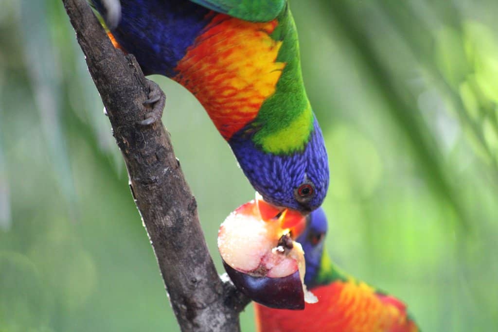 Jungle-Themed Walkways