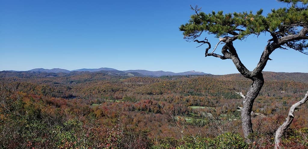 Dog-Friendly Adventures