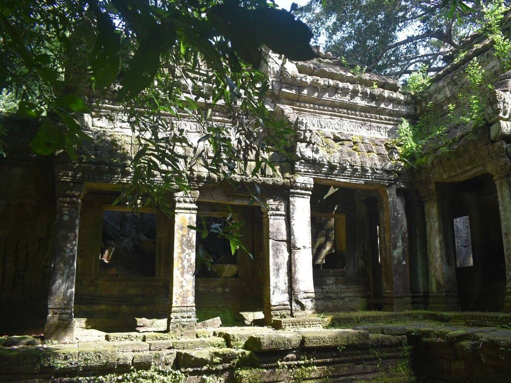 Silk-Cotton Tree Roots