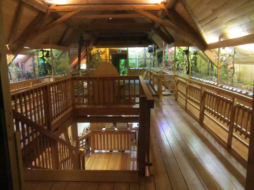 Interactive Mushroom Quiz