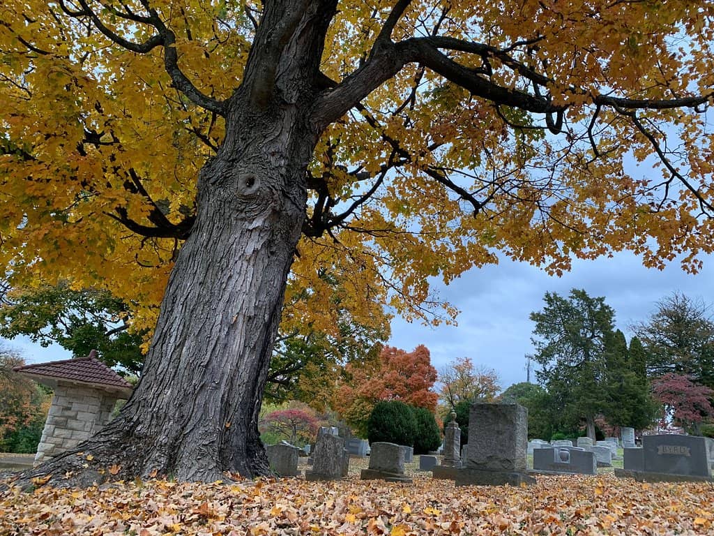 The Central Tree