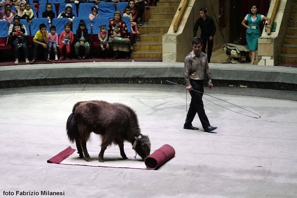 Classical Circus Performances