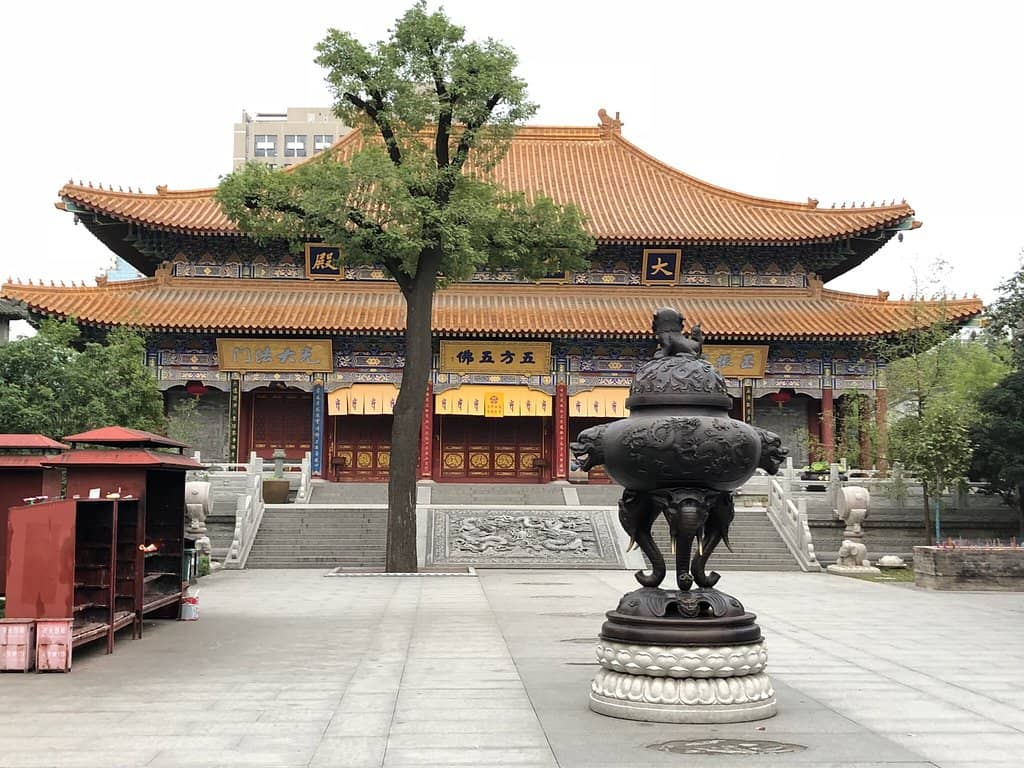 Stray Cat Companions