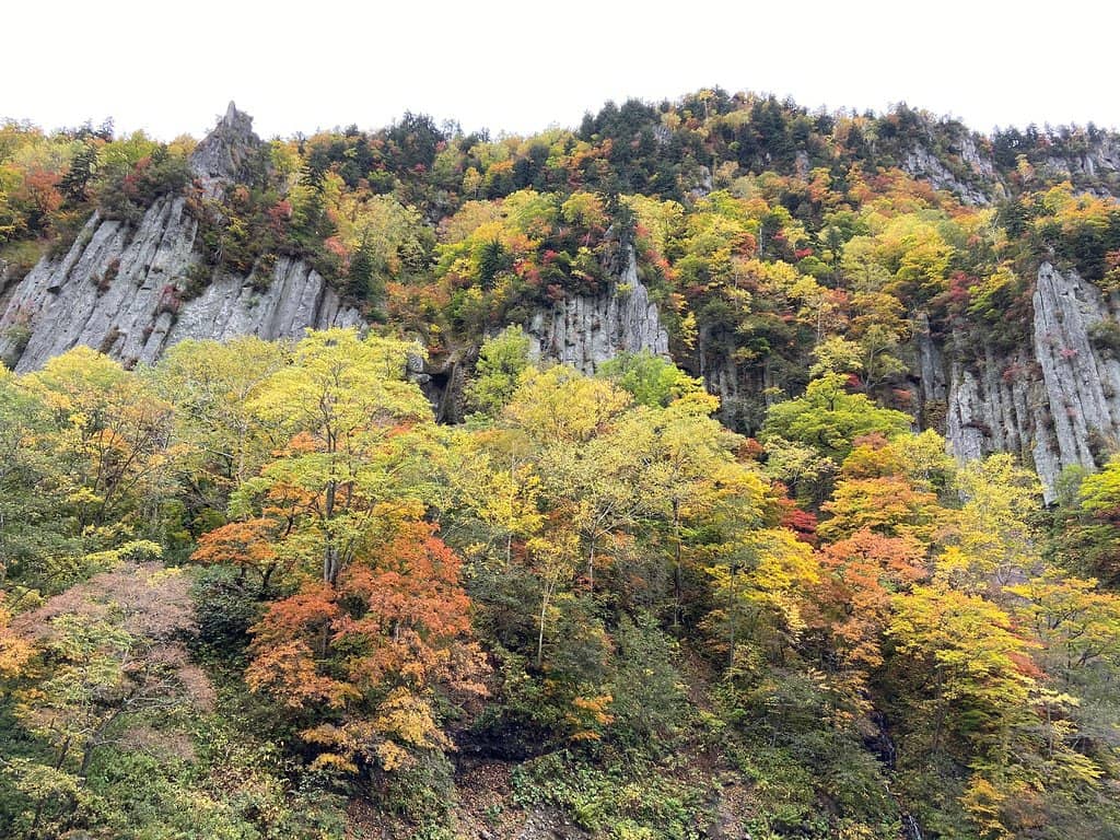 Mori no Kamisama (Forest God Tree)