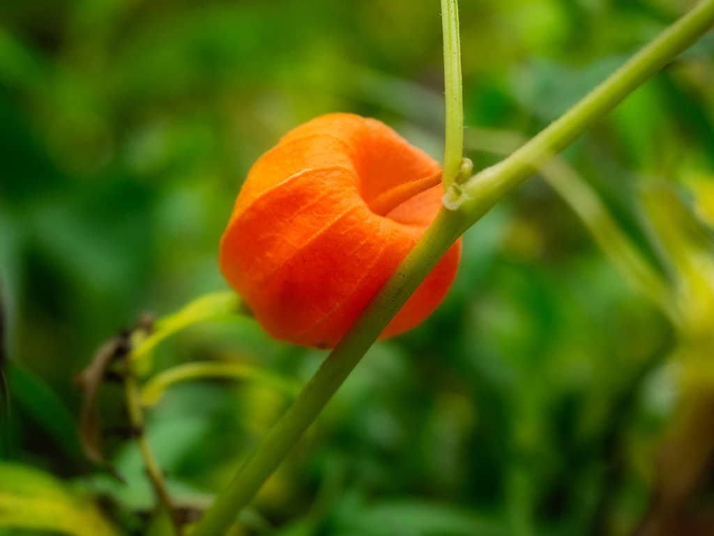 Queen Anne's Bathhouse