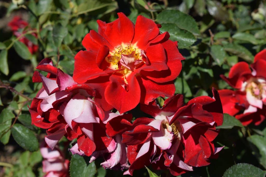 Blooming Rose Garden