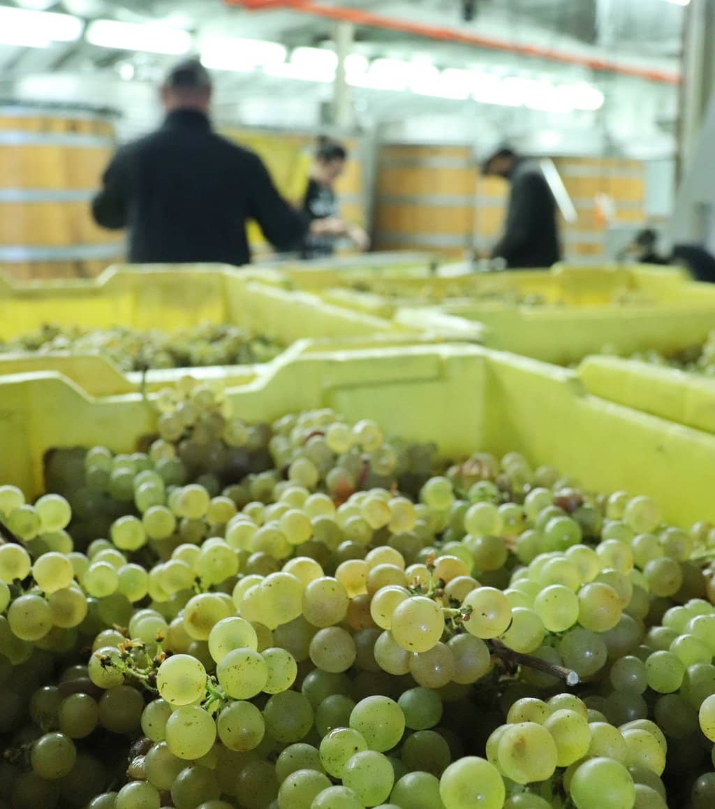 Sustainable Vineyard Views