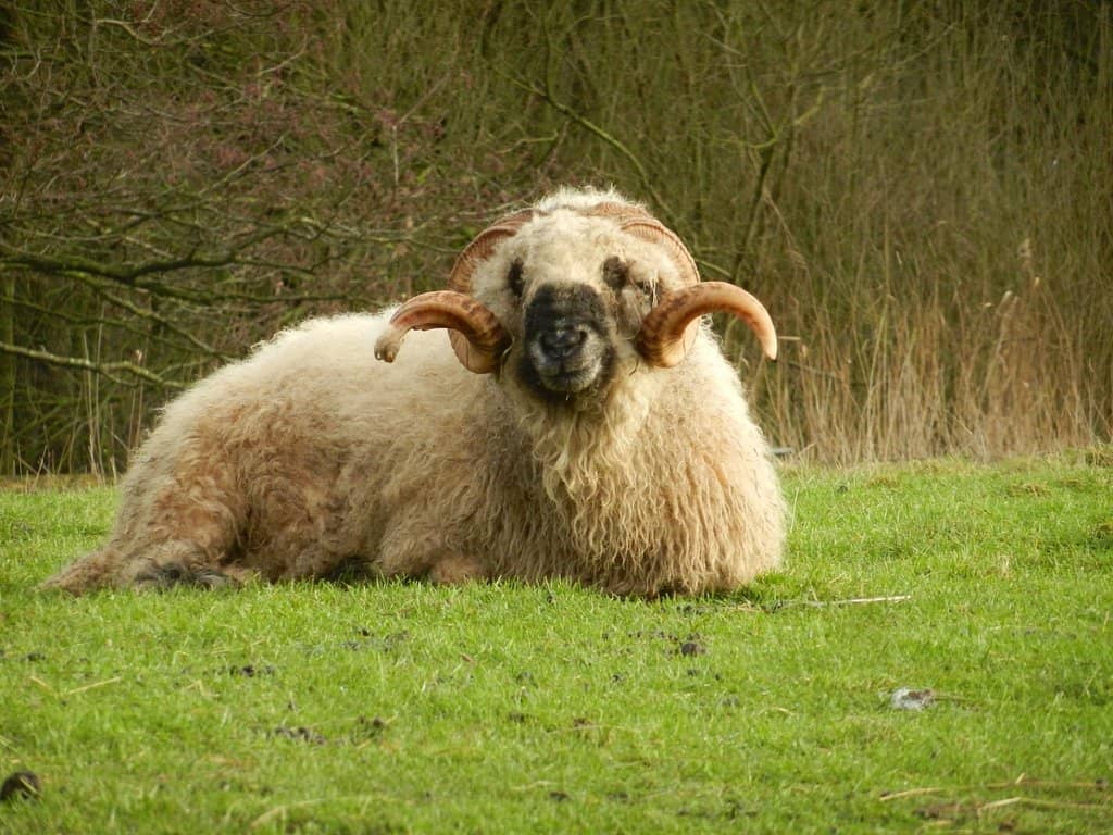 Diverse Animal Encounters